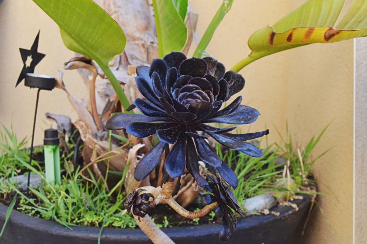 Almuñécar Banyan Cotobro 빌라 외부 사진